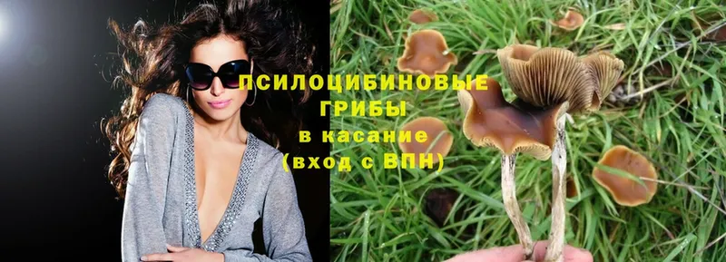 Псилоцибиновые грибы Magic Shrooms  Биробиджан 